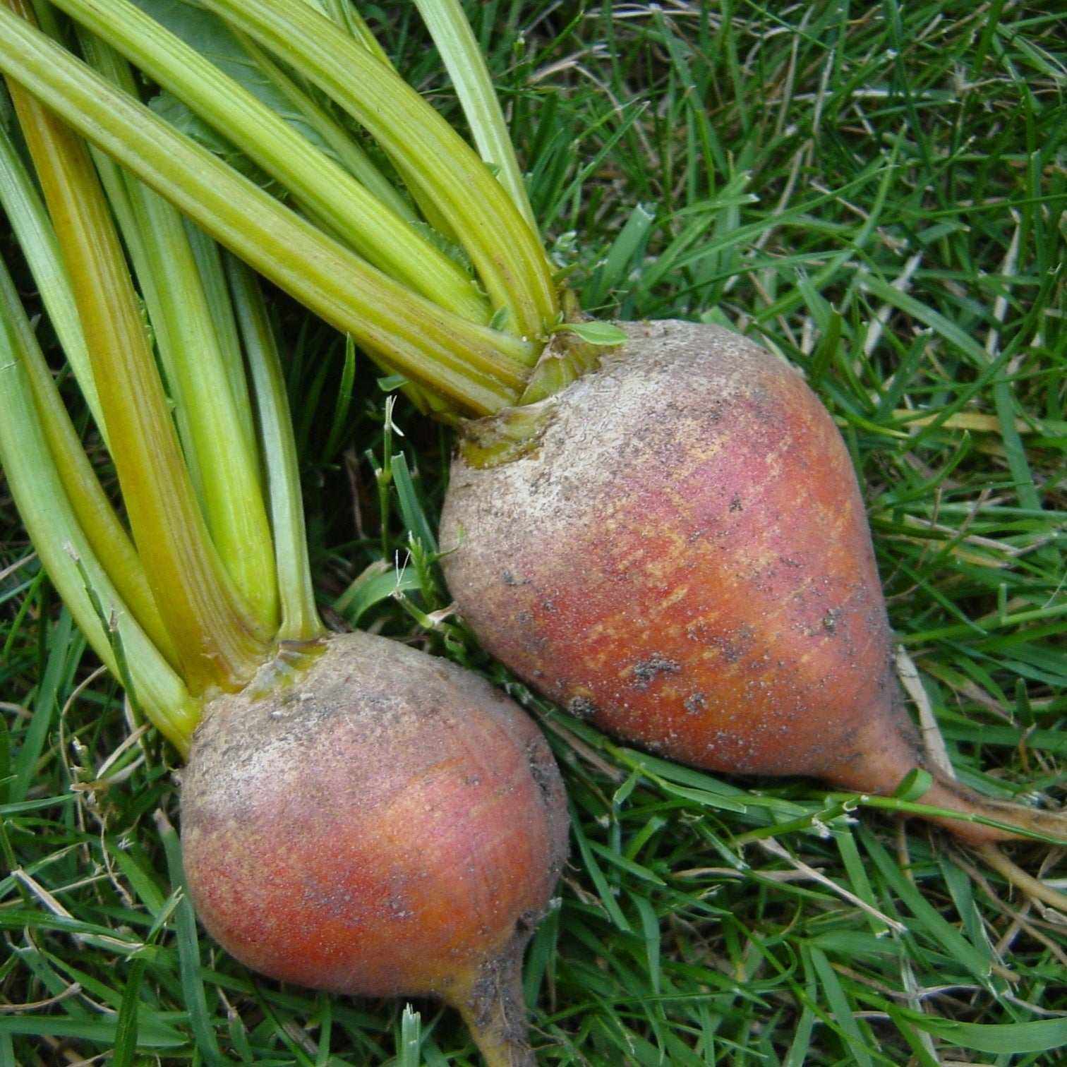 Touchstone Gold Heirloom beets with golden roots and green tops on grass.