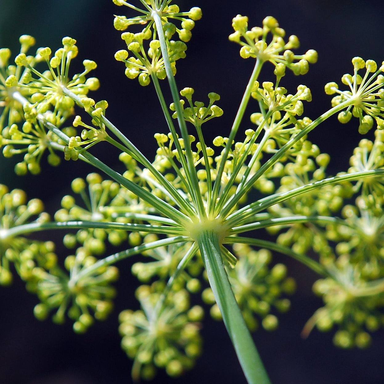 Ella NT Dill plant with compact bushy growth, ideal for container and hydroponic growing.