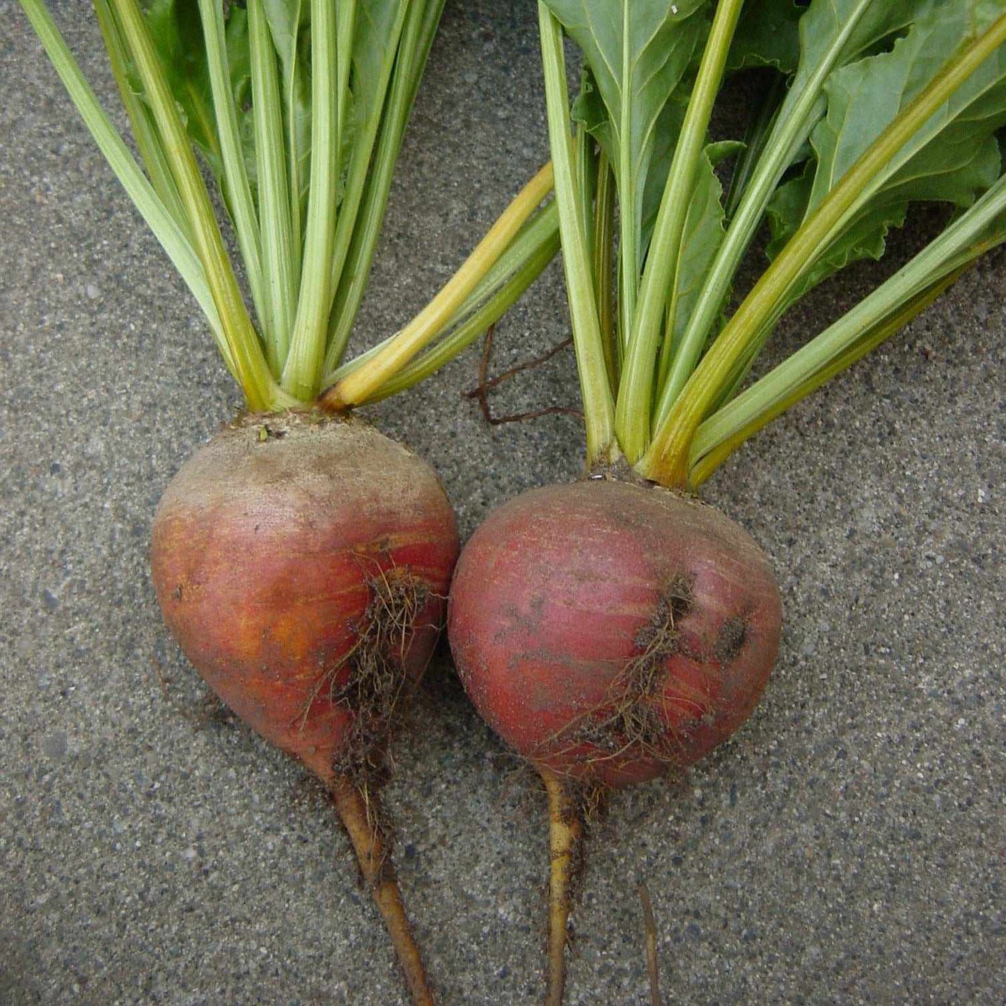 Two Touchstone Gold Heirloom Beets with green tops on a concrete background.