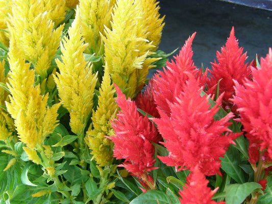 Celosia Pampas Plume flowers in yellow and scarlet.