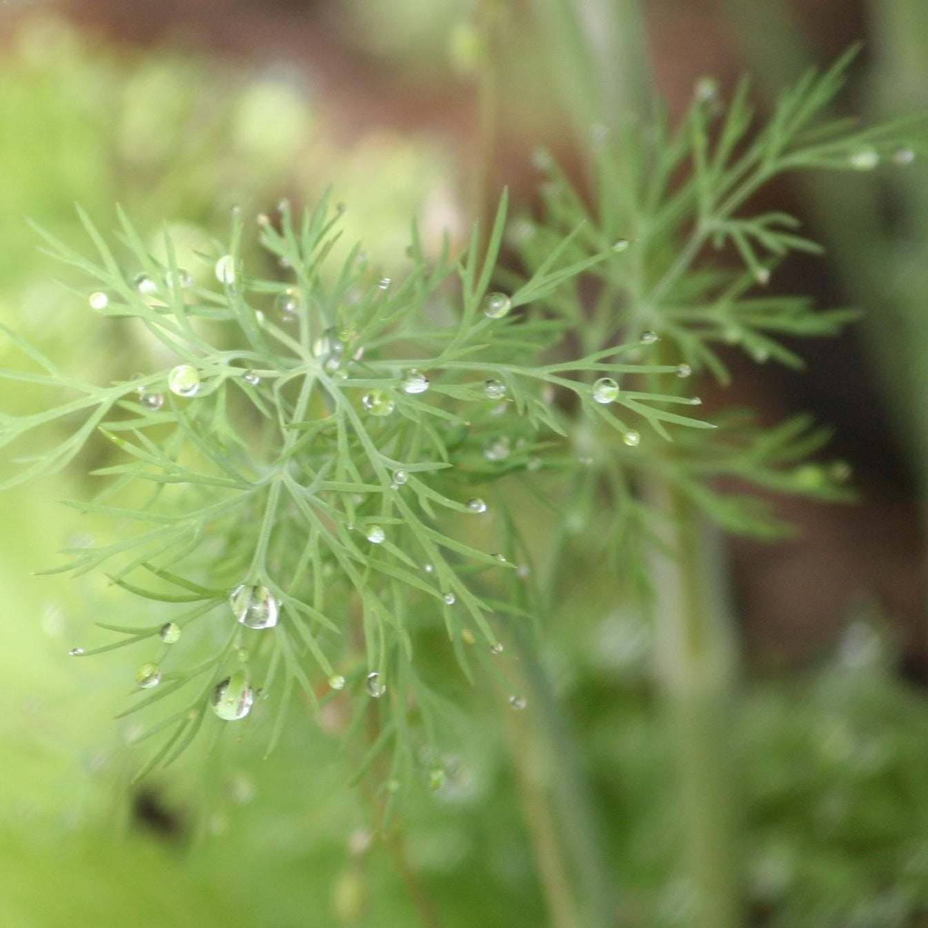 Compact Ella NT Dill plant ideal for container growing with fresh green leaves.