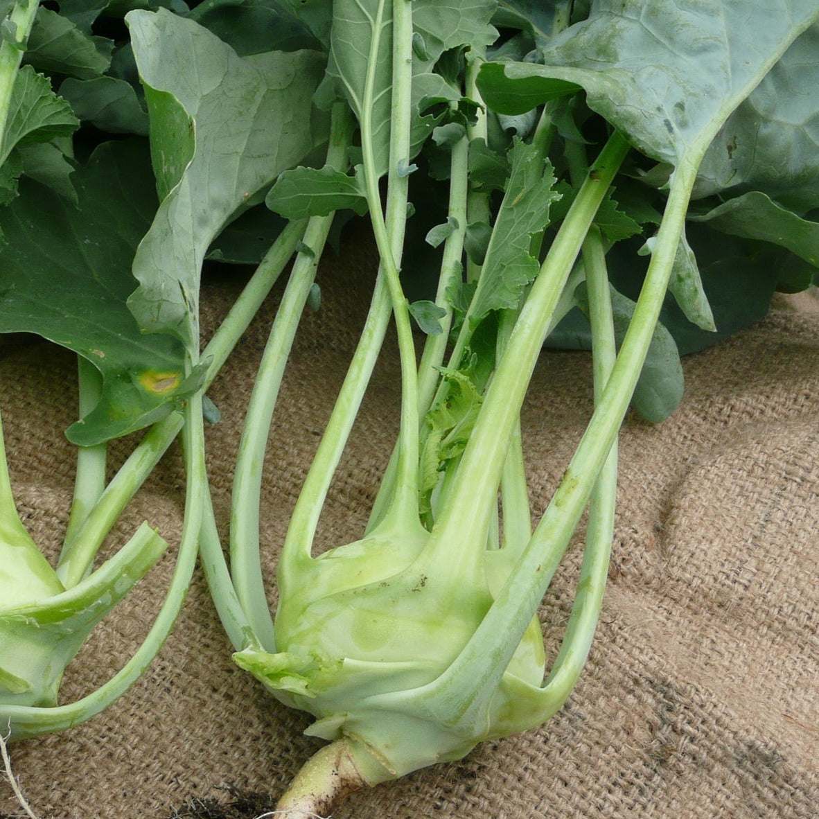 Kohlrabi Konan F1 NT with light green bulbs and firm white flesh.
