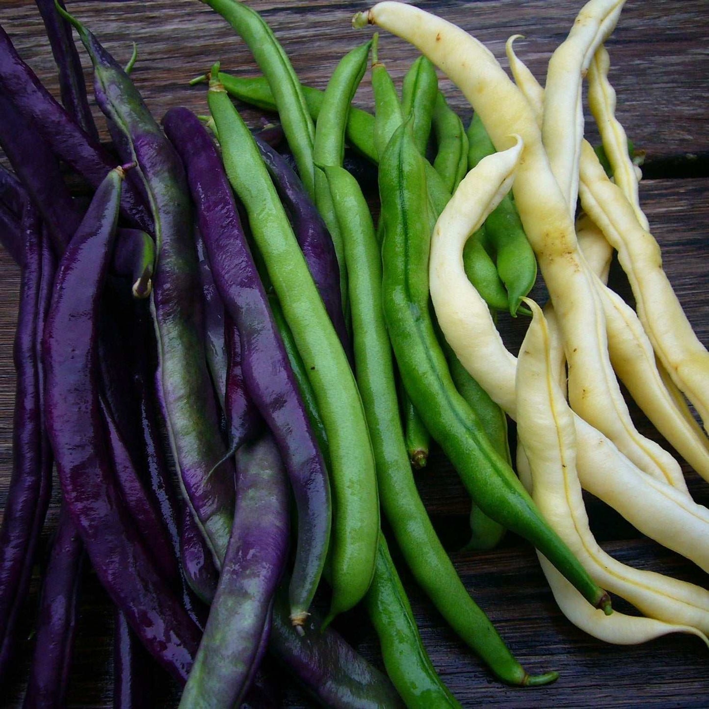 Trilogy Bush Bean Mix showcasing green, yellow, and purple heirloom bush beans.