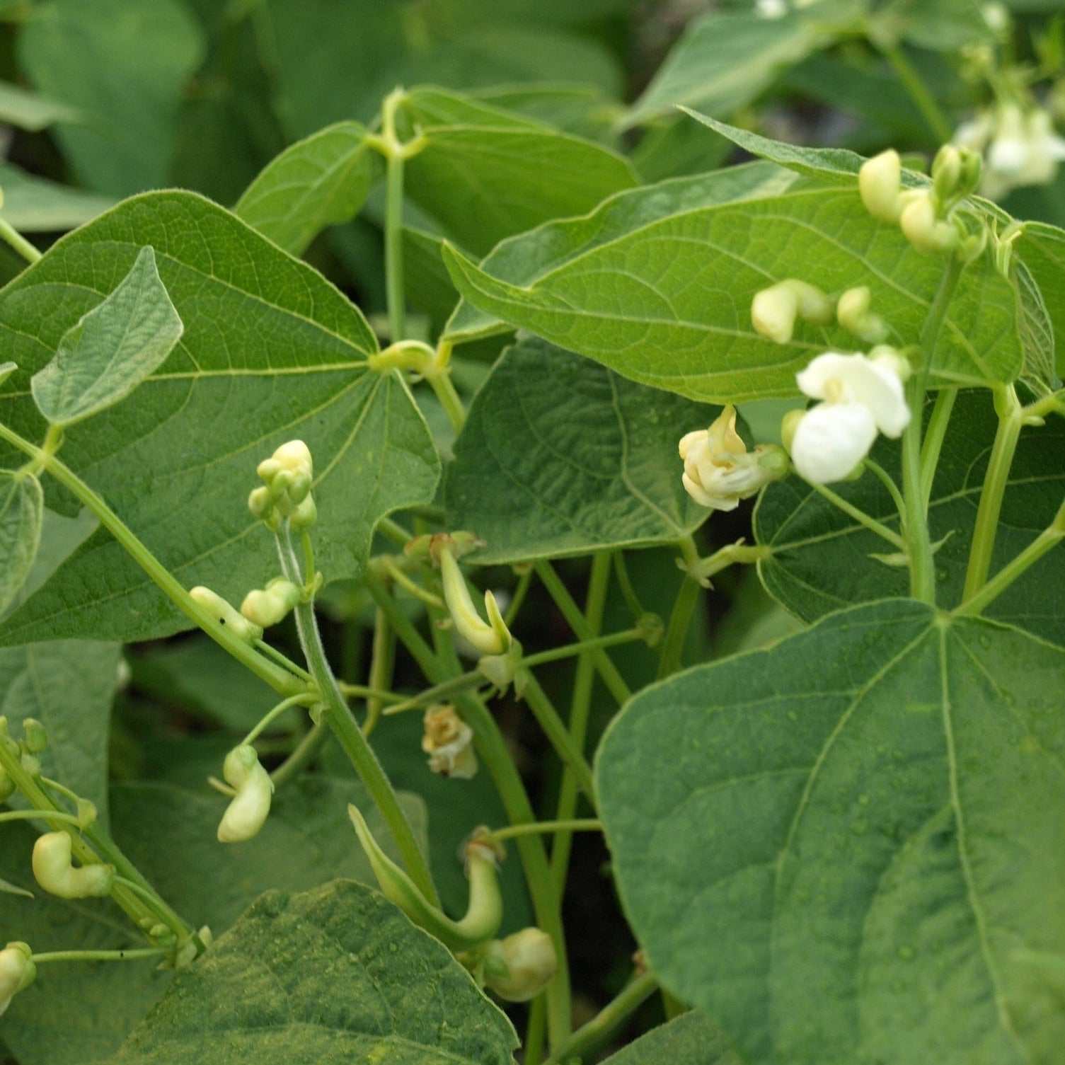 Goldilocks Yellow Bush Beans plant with vibrant yellow beans and green leaves.