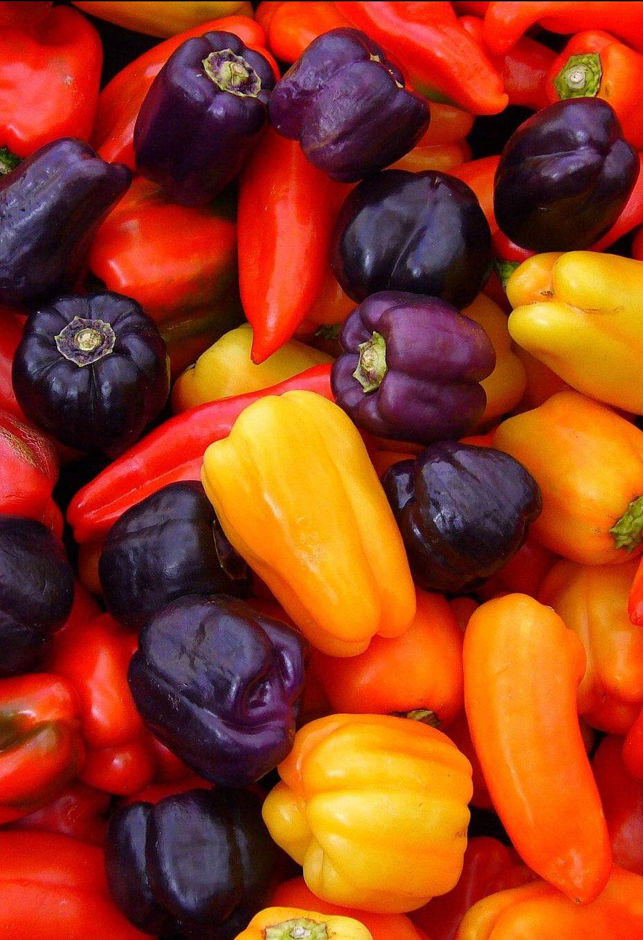 Colorful assortment of Purple Beauty Sweet Peppers with vibrant hues.