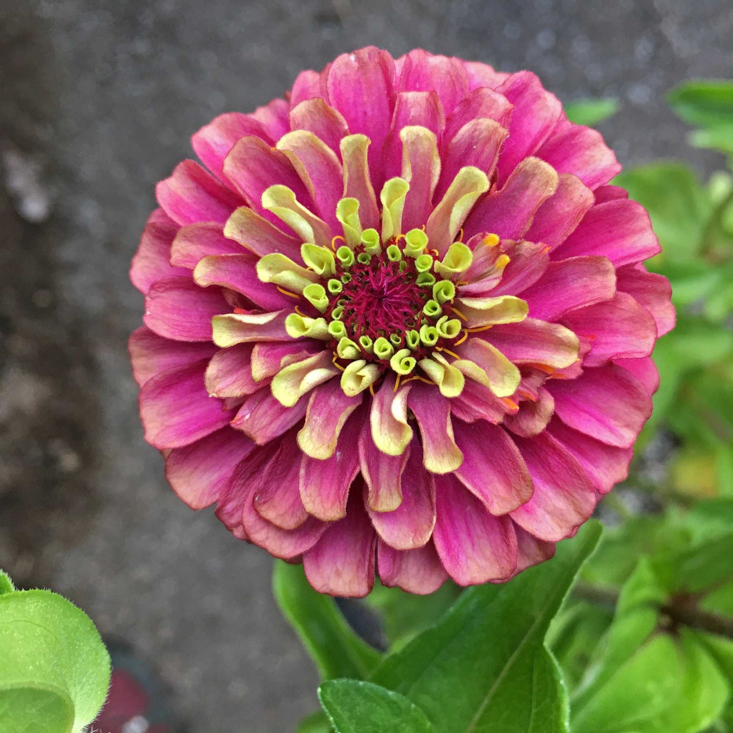 Queeny Red Lime Zinnia with burgundy petals and lime centers.