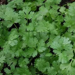 Santo Cilantro Non Treated seeds, lush green foliage, slow bolting, ideal for spring sowing.