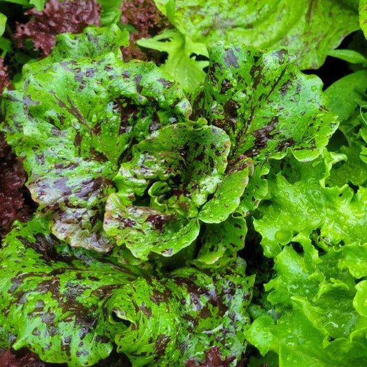 Freckles Romaine Lettuce Laitue Romaine Freckles Seeds