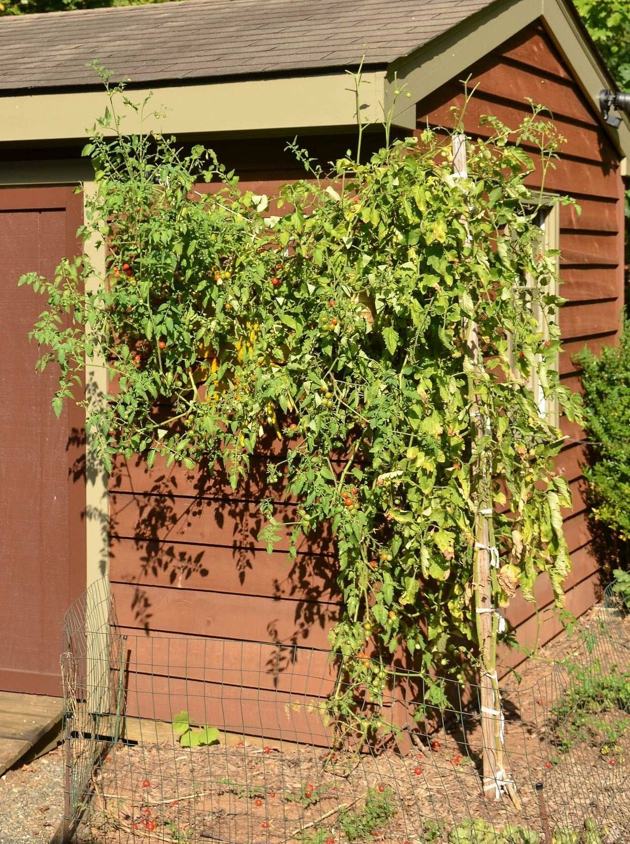 Sweet Million Cherry Tomato F1 vine growing against a red garden shed.