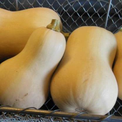 Butternut Squash Essex F1 Courge with uniform shape and deep orange flesh.