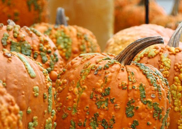 Knuckle Head pumpkin with unique bumps and vibrant orange color for fall decoration.