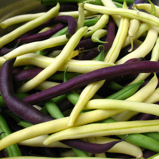 Colorful bush bean mix with green, yellow, and purple pods.