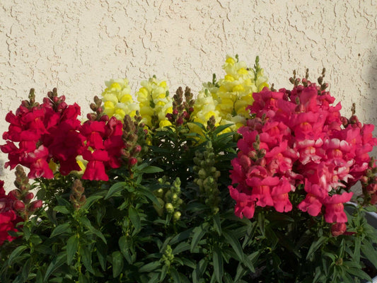 Colorful snapdragons in blood-red, pink, coral, and yellow blooms, ideal for gardens.