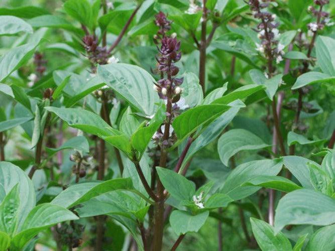 Siam Queen Thai Basil plants with green leaves and purple flowers.