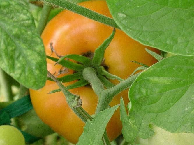 Yellow Brandywine Heirloom Tomato plant with ripe yellow fruit and green leaves.