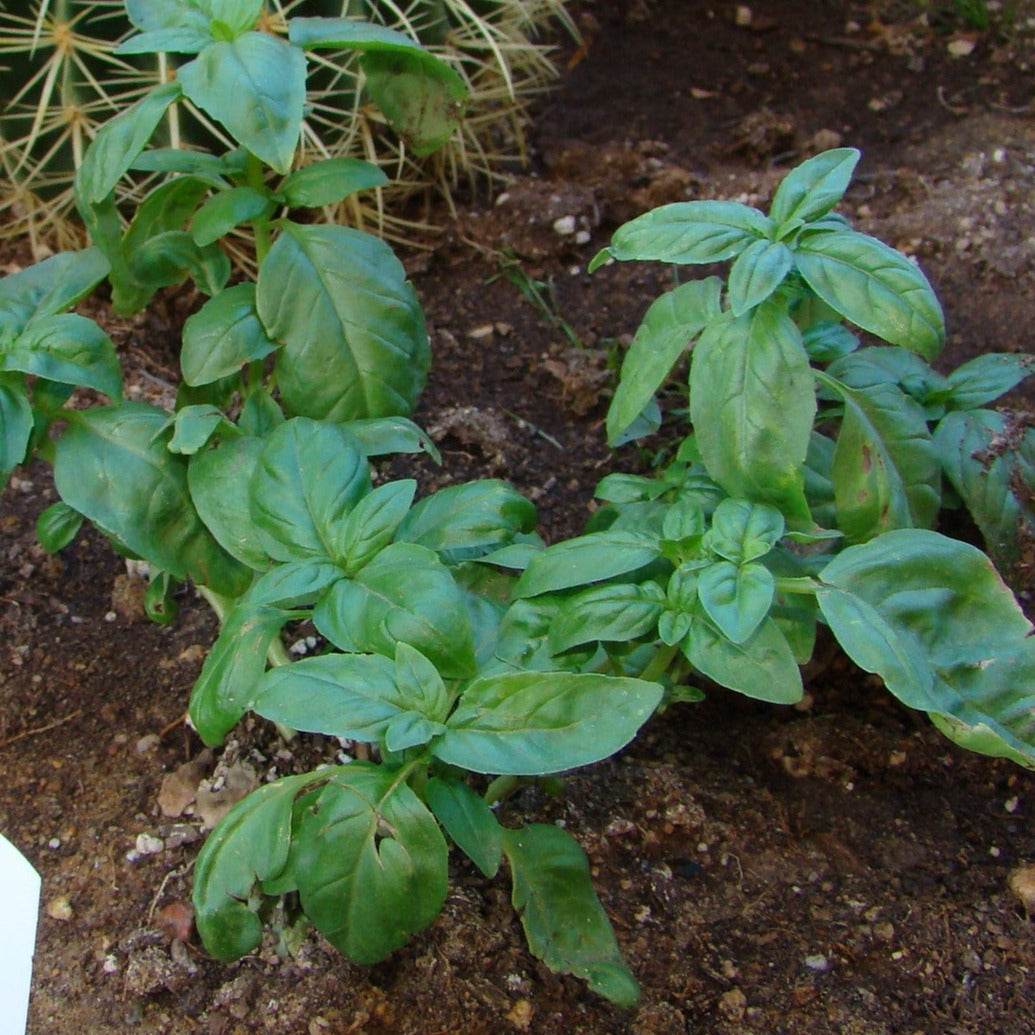 Genovese NT Basil plants growing in a garden, showcasing lush green leaves ideal for culinary use.