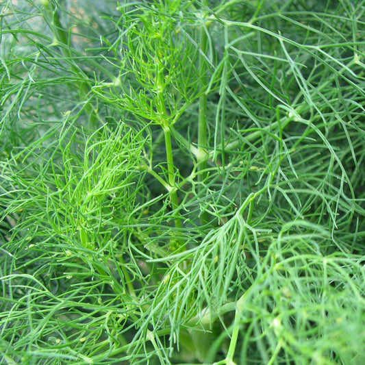 Dwarf dill plant close-up with lush green foliage, ideal for containers and hydroponics.
