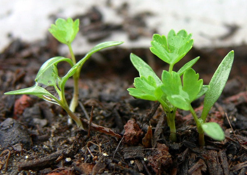 Dark Green Italian Parsley seedlings growing in soil.