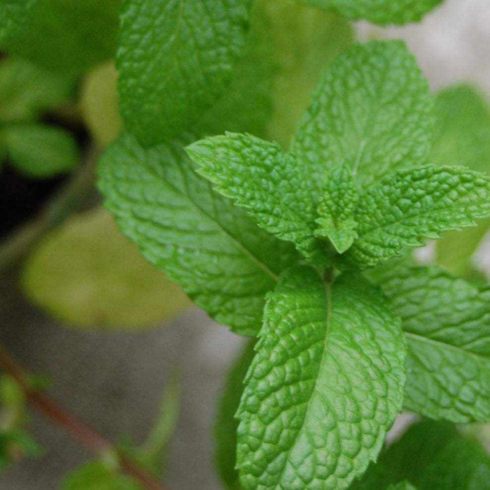 Close-up of fresh green spearmint leaves in a garden setting
