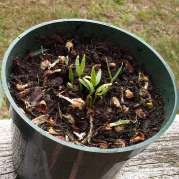 Purple Beauty Sweet Pepper seedlings in a small pot.