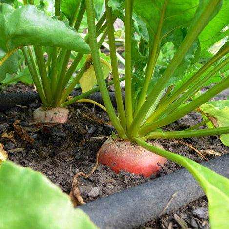 Beets – Touchstone Gold Heirloom growing in soil with vibrant green tops.