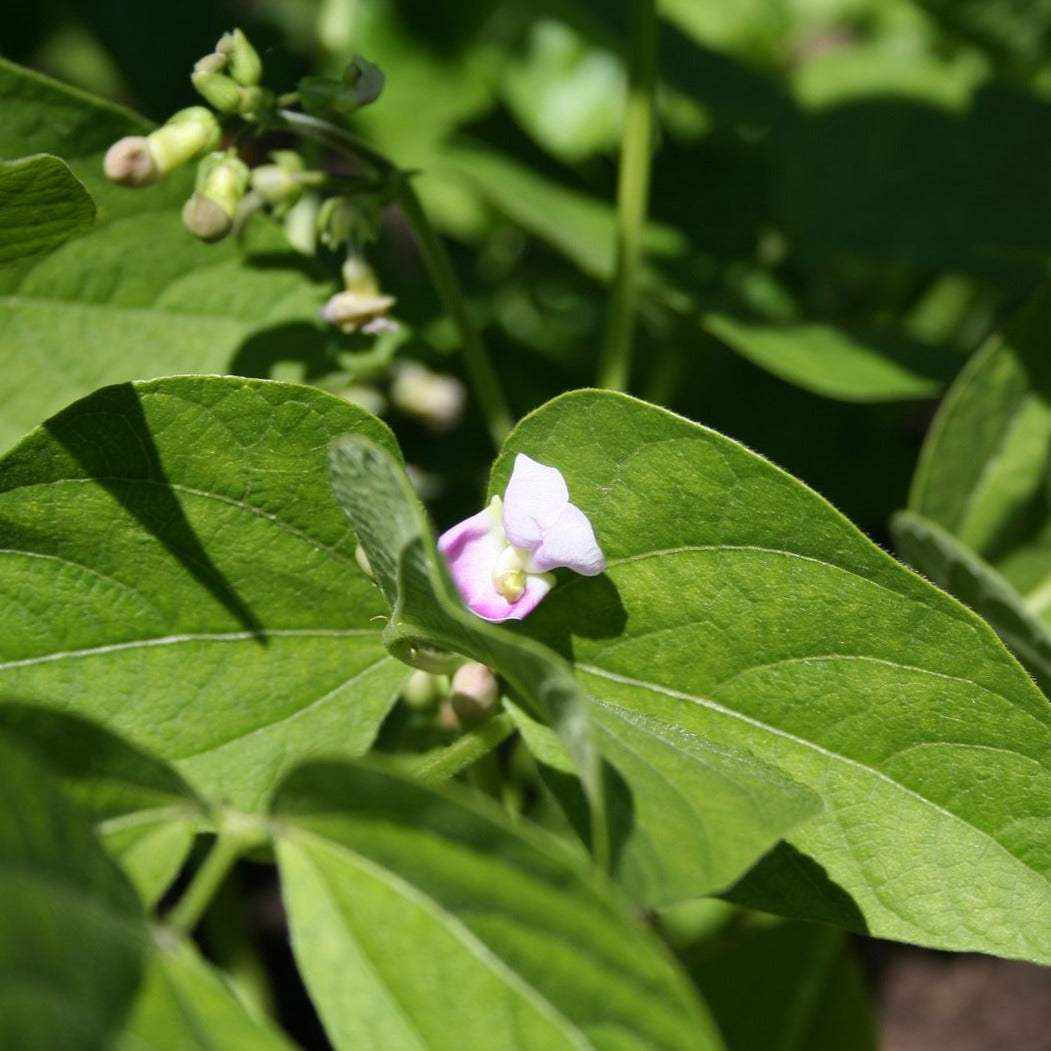 Green bush bean provider plant with leaves and budding purple flower.