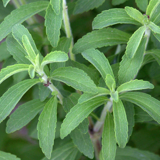 Stevia plant with green leaves, natural sugar alternative, garden herb.