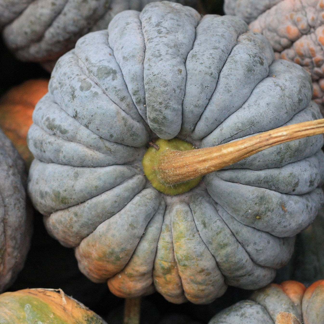 Butternut Winter Squash 'Black Futsu' with bumpy skin and gray-to-blush bloom.