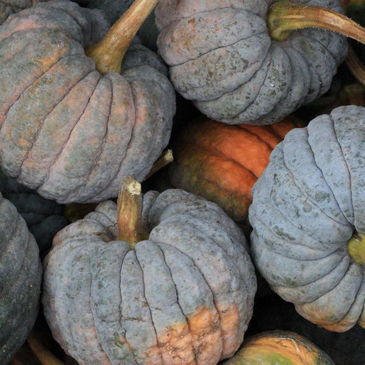 Butternut Winter Squash 'Black Futsu' with bumpy gray-to-blush skin and orange flesh.