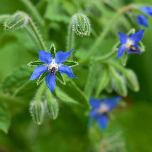 Borage plant with vivid blue edible flowers and fuzzy leaves.