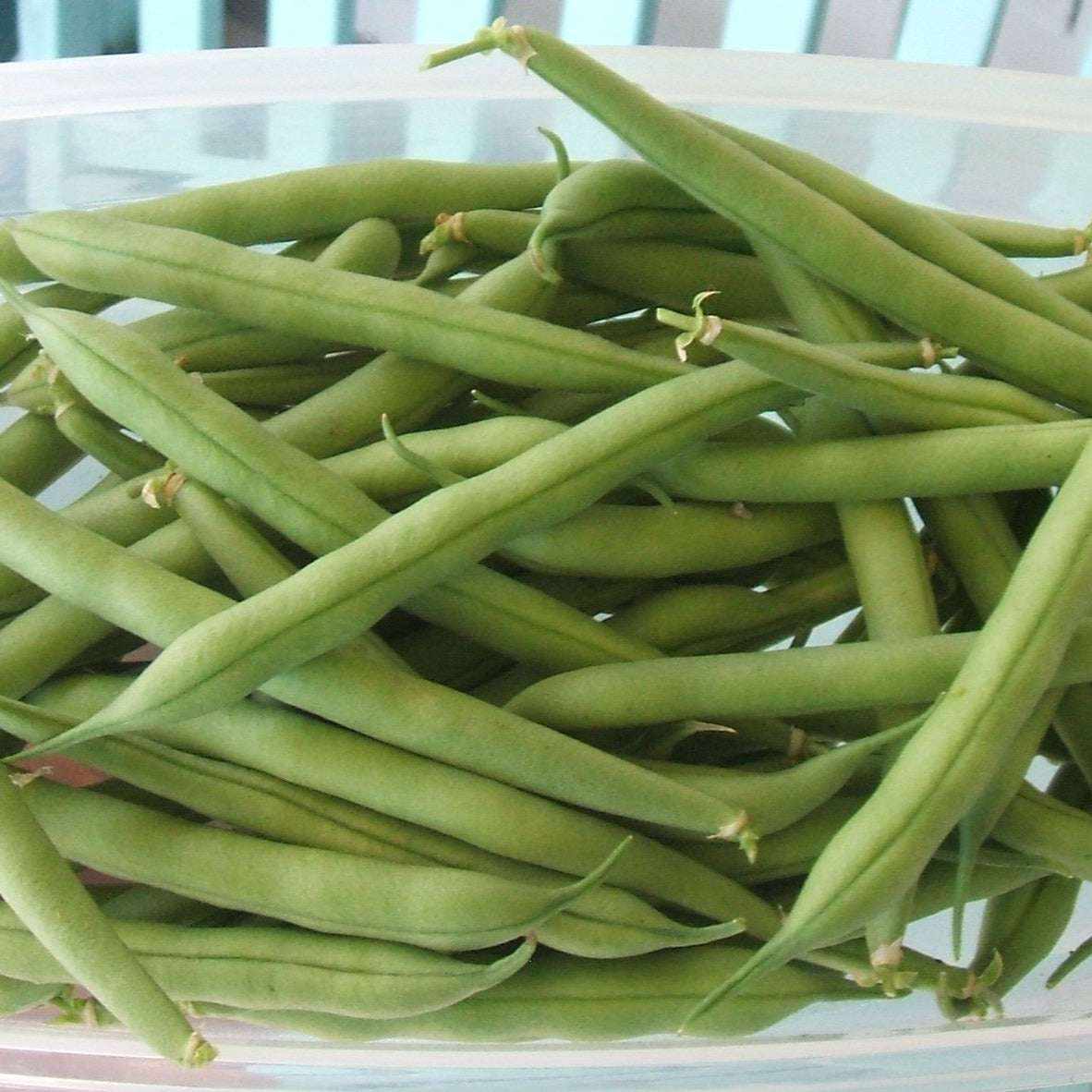 Green bush bean provider, high-yield, disease-resistant, stringless pods.