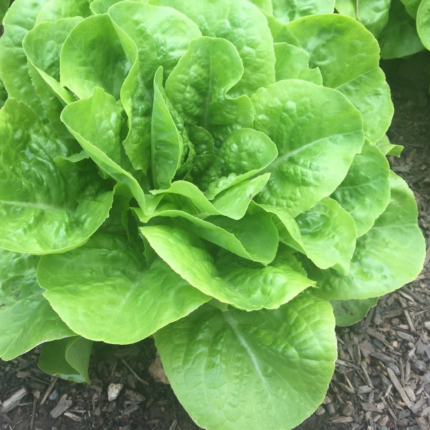 Buttercrunch lettuce with soft green leaves forming a tight rosette.
