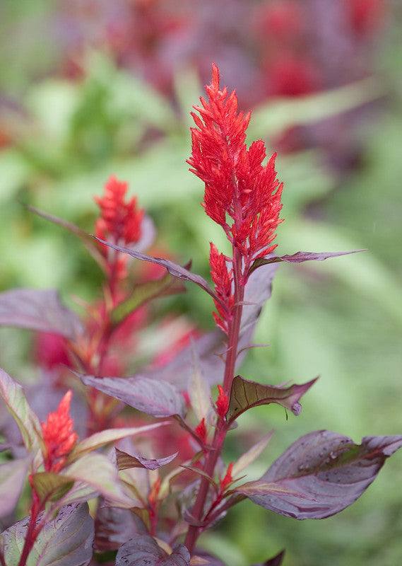 Celosia - Pampas Plume with vibrant scarlet, feathery blooms.
