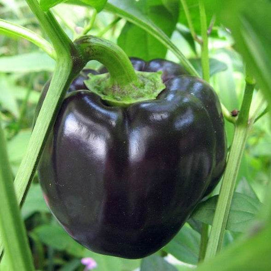 Purple Beauty Sweet Pepper growing on plant with rich purple color.