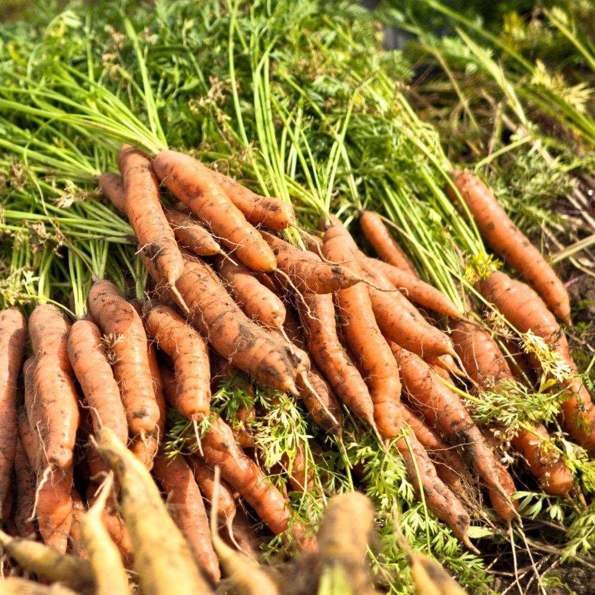 Vibrant orange Volcano Carrot Hybrid with smooth cylindrical roots in a garden.