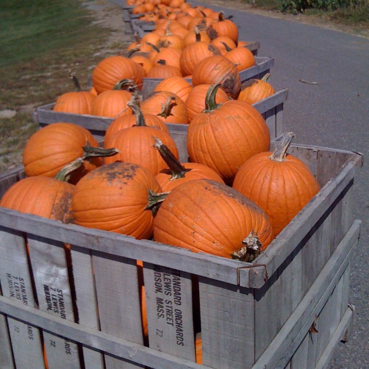 New England pie pumpkins in wooden crates for fall decoration.