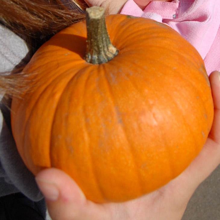 Pumpkin Baby Bear in hands, deep orange hue and small size.