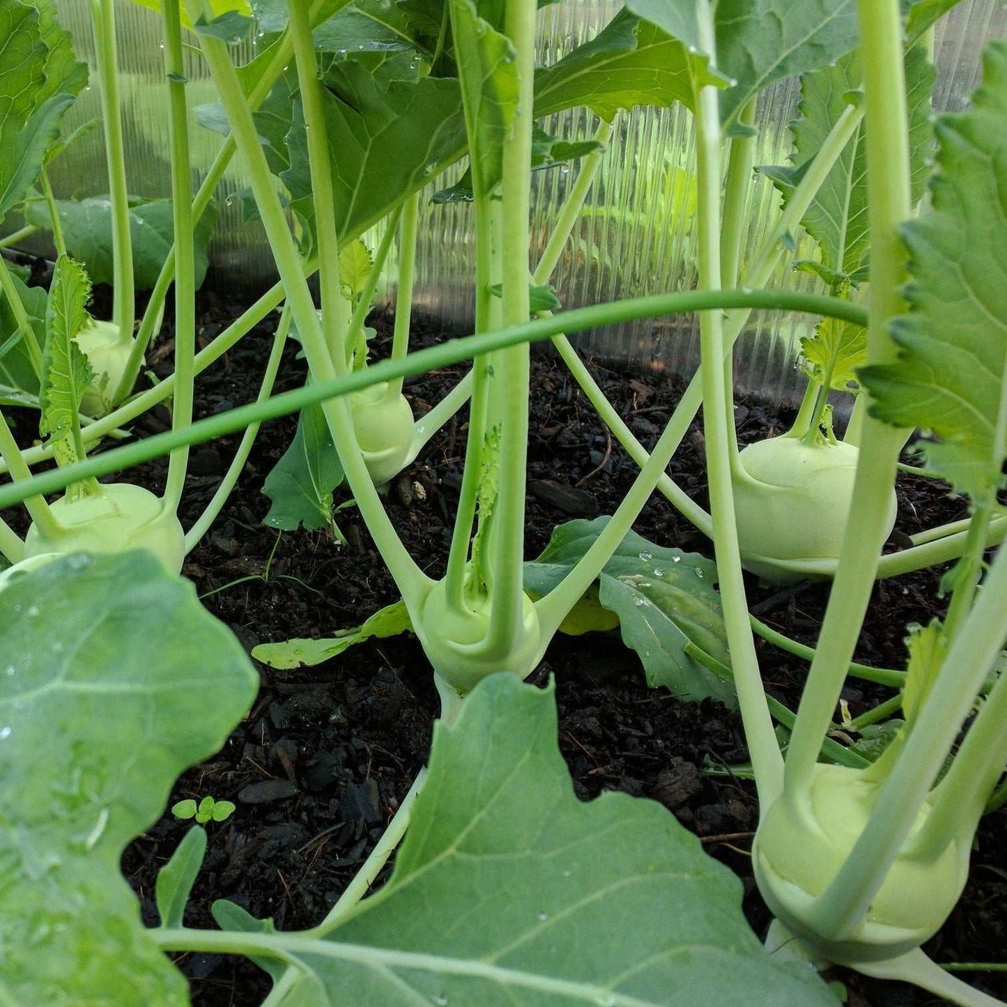 Kohlrabi Konan F1 NT plants with large light green bulbs in a garden.