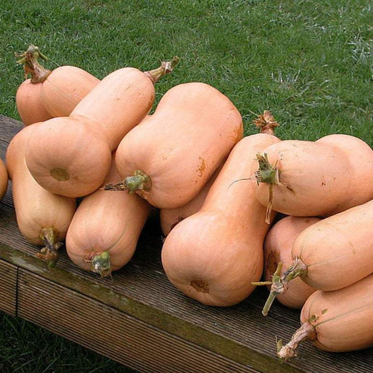 Butternut Waltham NT Squash on a wooden table, showcasing large, smooth-textured, sweet fruits with small seed cavities.