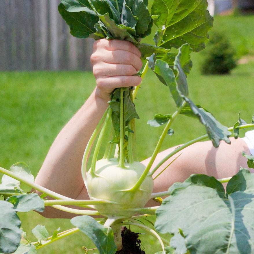 Kohlrabi Konan F1 NT with large light green bulb and white flesh growing in garden.