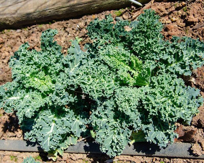 Kale Vates Blue Curled Scotch in garden with curly blue-green leaves.