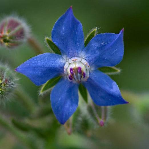 Vivid blue borage flower with fuzzy leaves, edible and decorative.