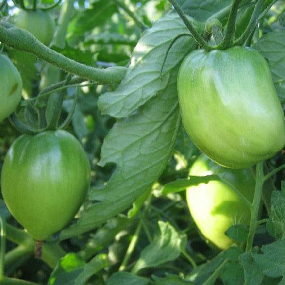 Amish Paste Heirloom Tomato plants with green plum-shaped fruits.