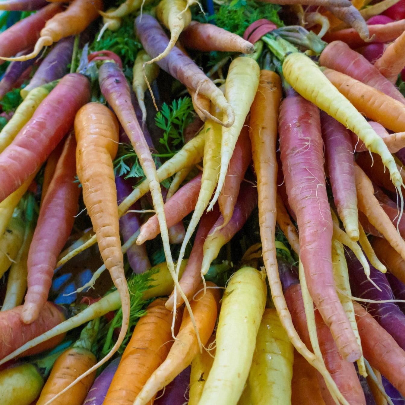 Rainbow Blend Carrots in multiple colors including purple, white, red, and orange.