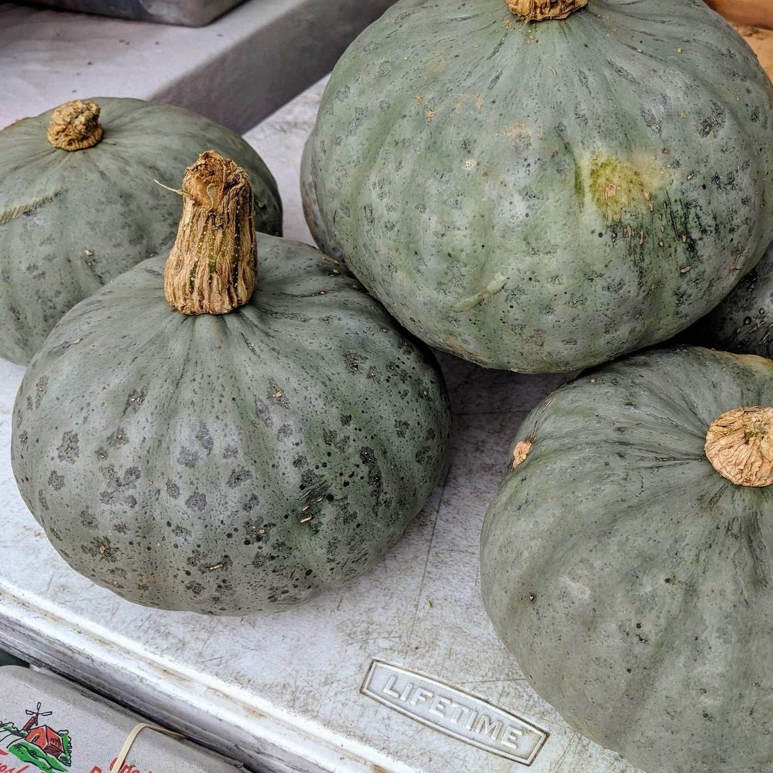 Kabocha Winter Squash F1 with unique dark gray skin, ideal for fall display and holiday meals.