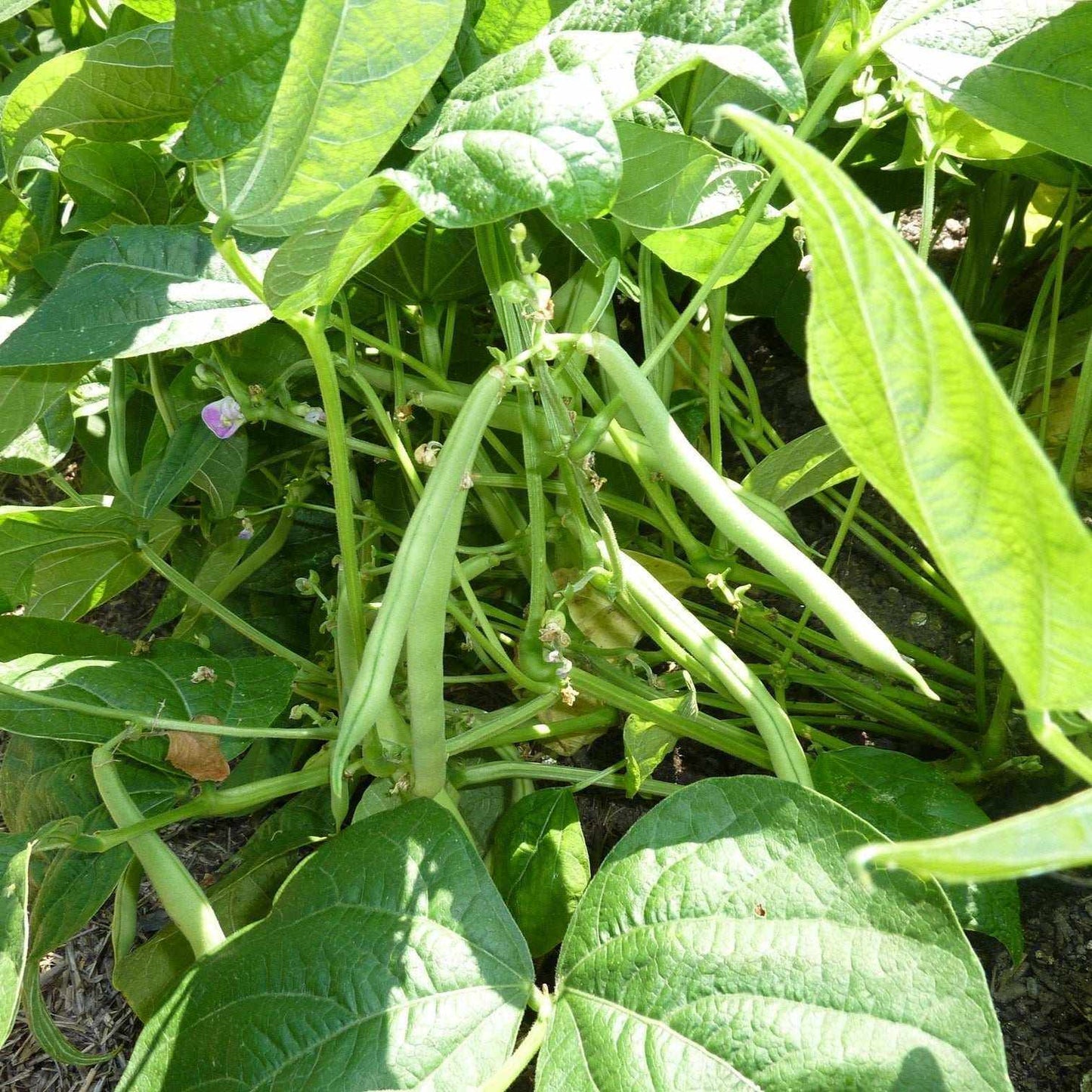 Green bush bean plants with straight, stringless pods growing in garden soil