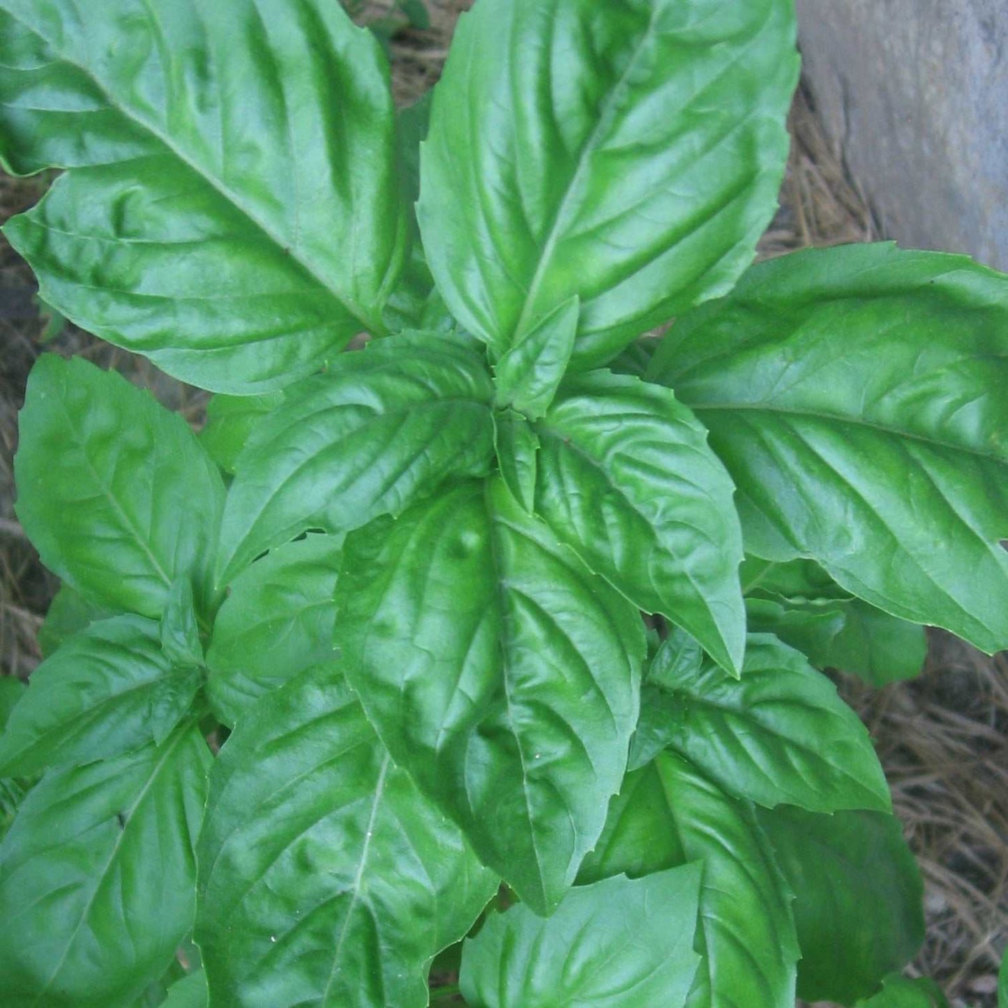 Genovese NT Basil leaves close-up with rich green texture.