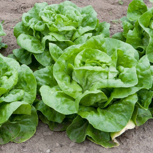 Buttercrunch lettuce growing in a garden with soft, dark-green leaves and tender center.