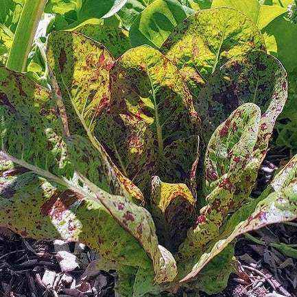 Freckles Romaine Lettuce Laitue Romaine Freckles Seeds