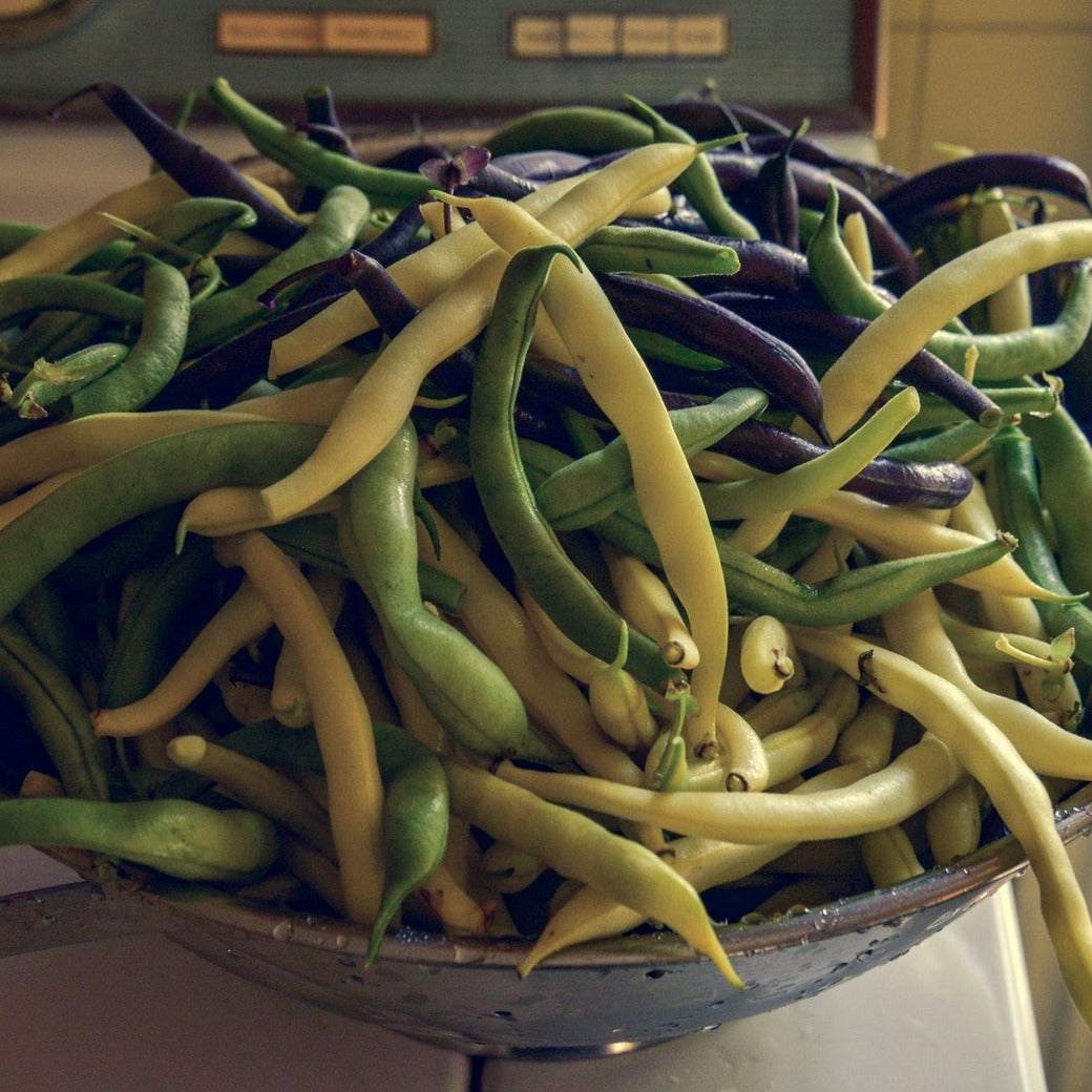 Trilogy Bush Bean Mix with green, yellow, and purple heirloom beans in a bowl.